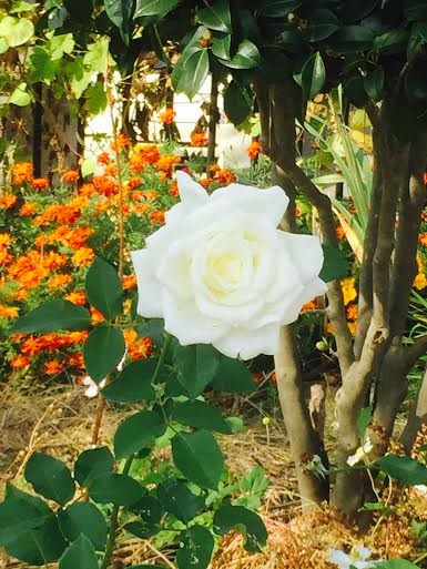 white rose 94155